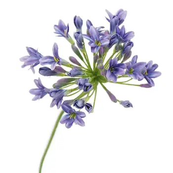Praktičan simulira cvijet, imajući svježinu, Ne выцветающий, lagan, otporan na uv zračenje Umjetni Cvijet agapanthus.